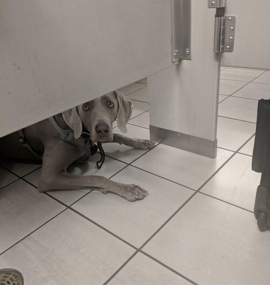 Ce chien m’a observé sur les toilettes à l’aéroport.