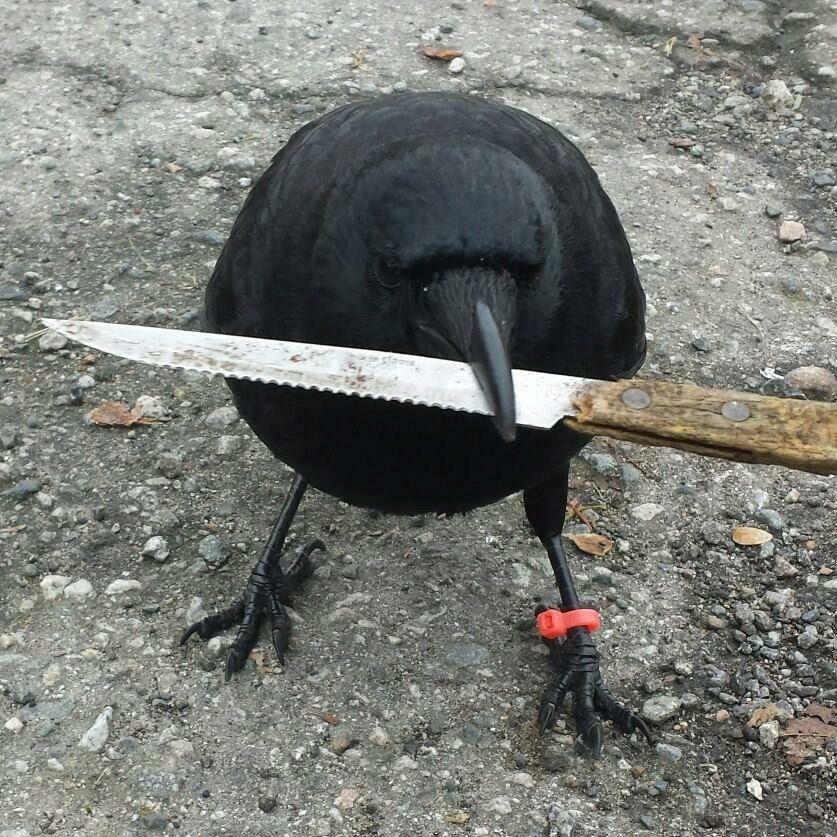 Un corbeau de compagnie tenant un couteau dans sa bouche