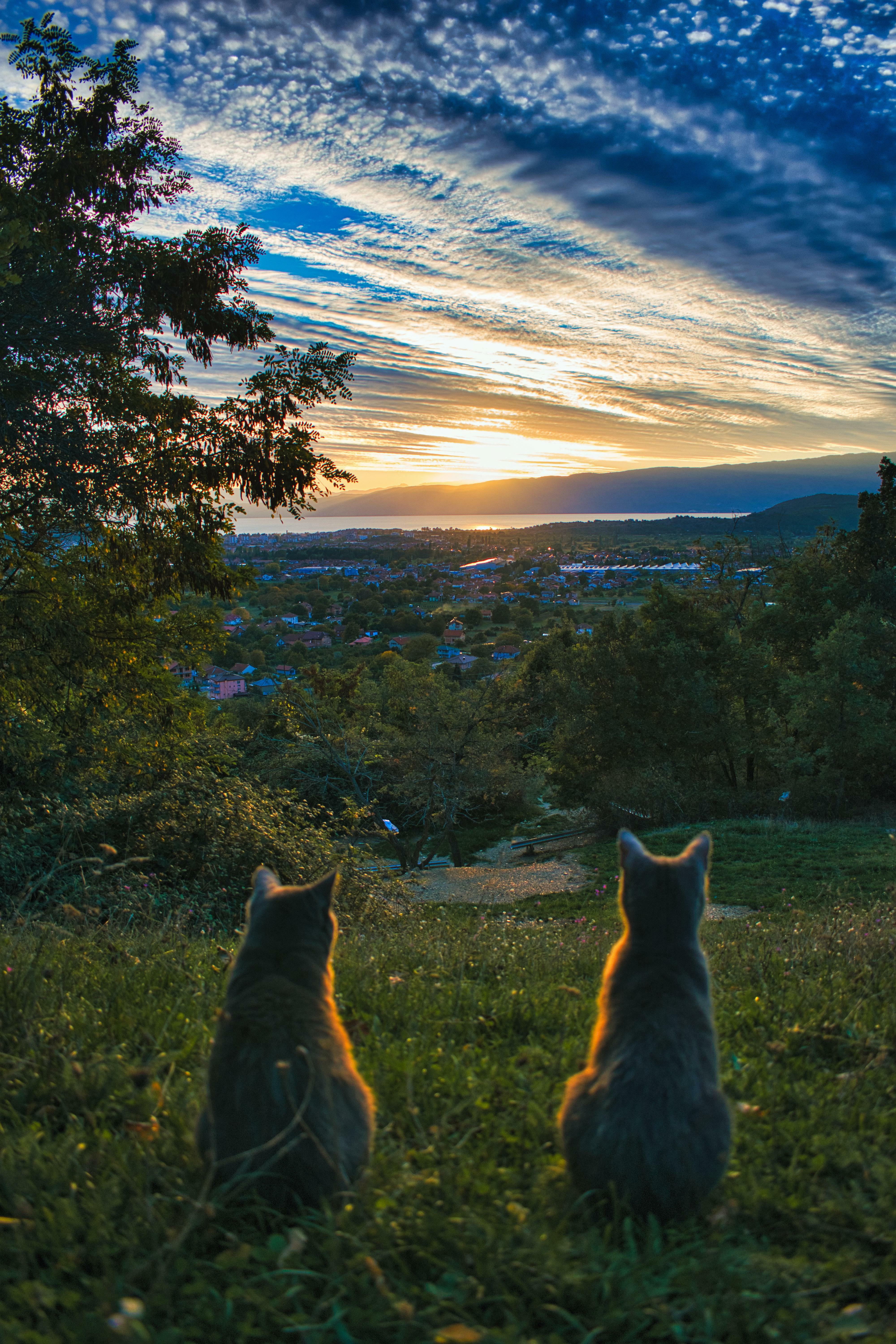 ITAP de mes chats regardant un coucher de soleil