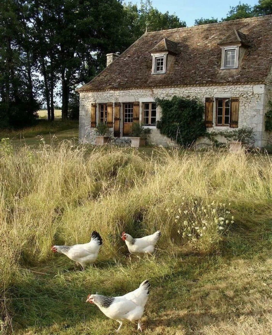 Imagine Feeding Your Little Chickens As You Enjoy Your Morning Coffee