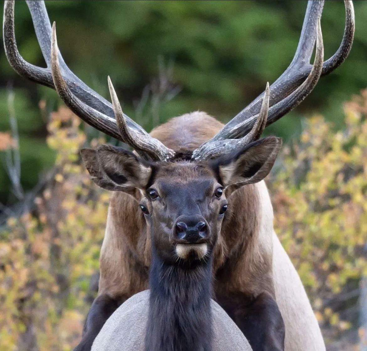 Cerf à quatre yeux