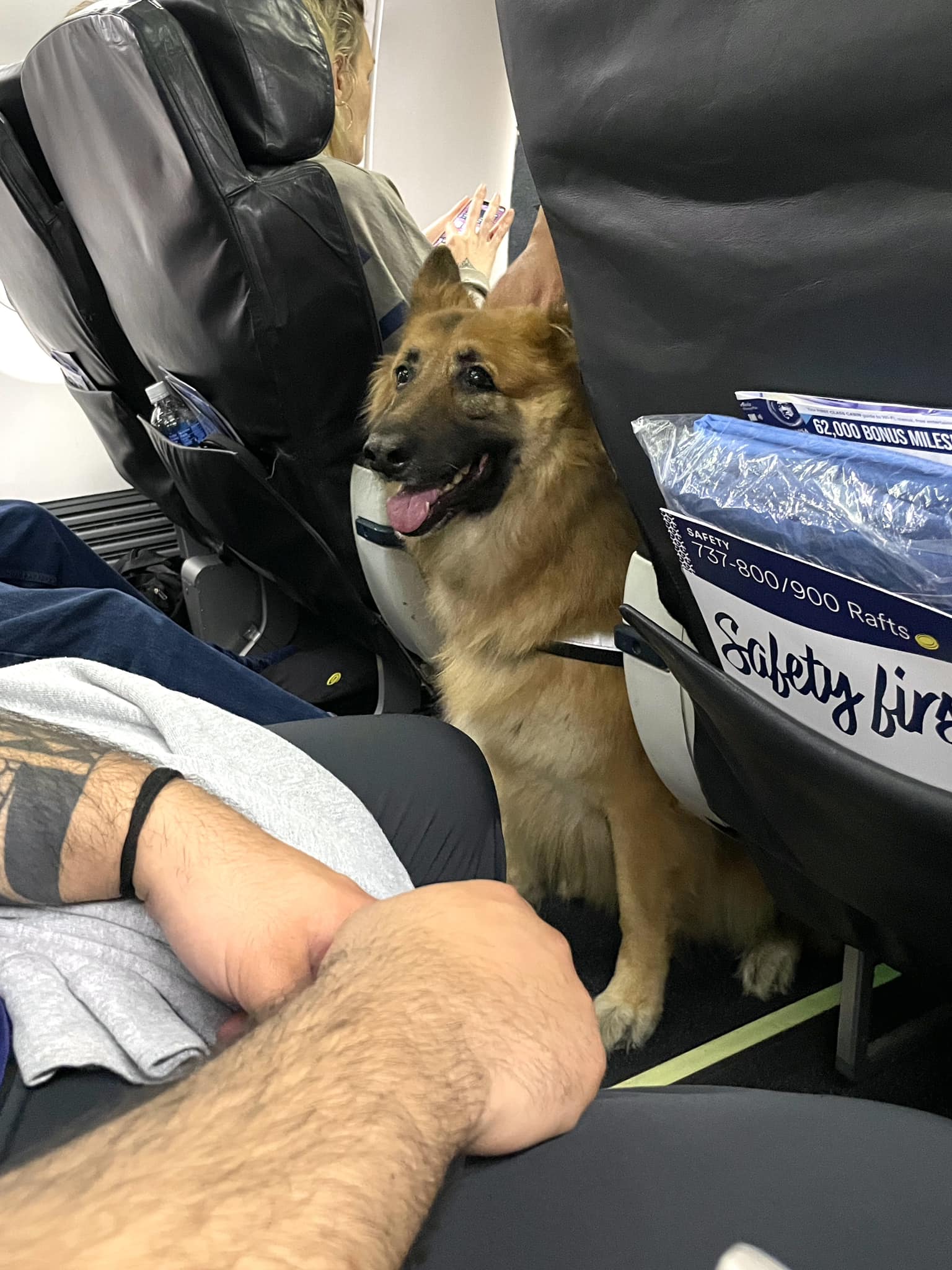 Il y a cinq chiens et un chat dans notre avion ! Le meilleur voyage en avion de tous les temps
