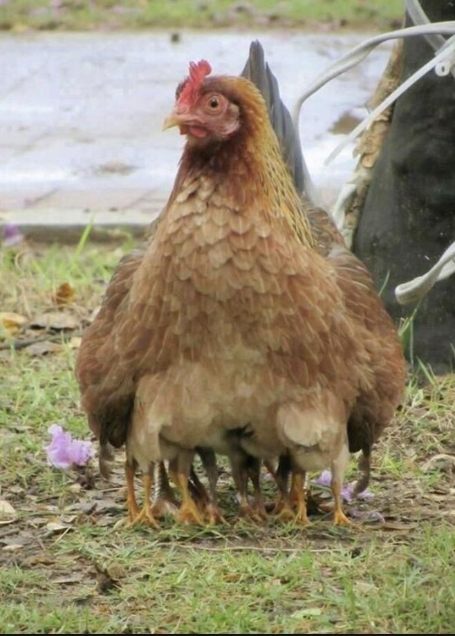 Poule avec trop de jambes