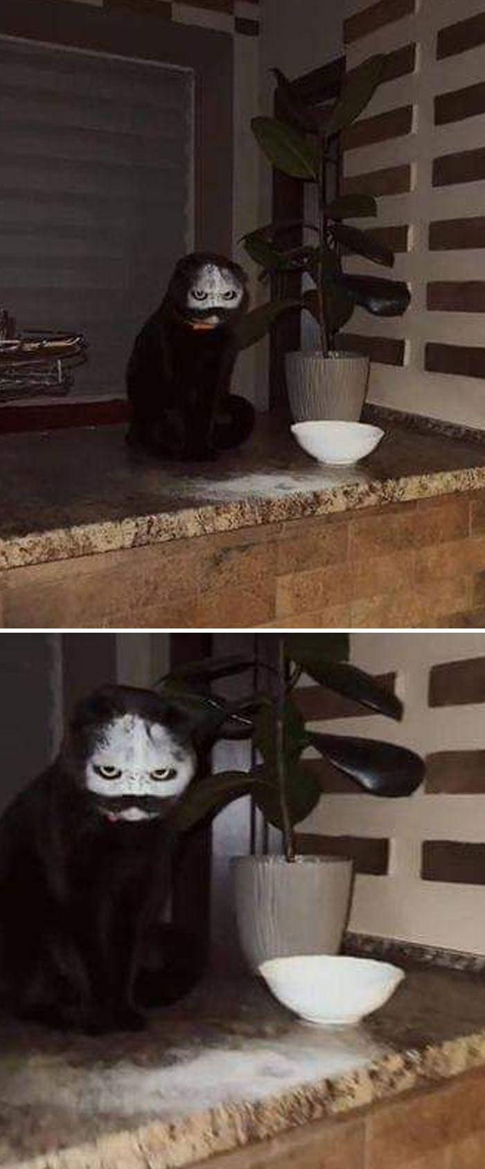 Le chat est entré dans un bol de farine