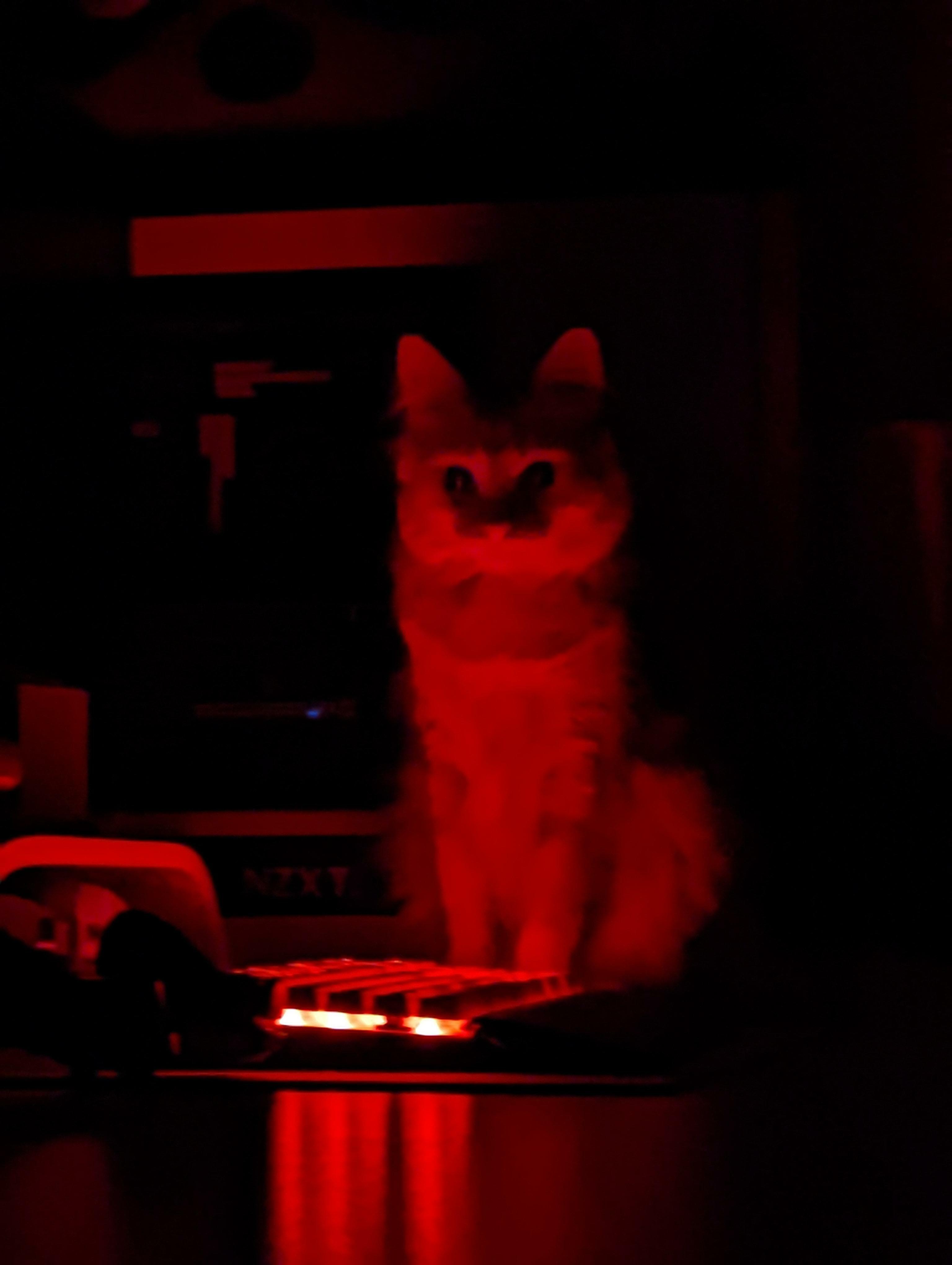 Comment empêcher mon clavier de s'allumer lorsque mon chat marche dessus la nuit ?
