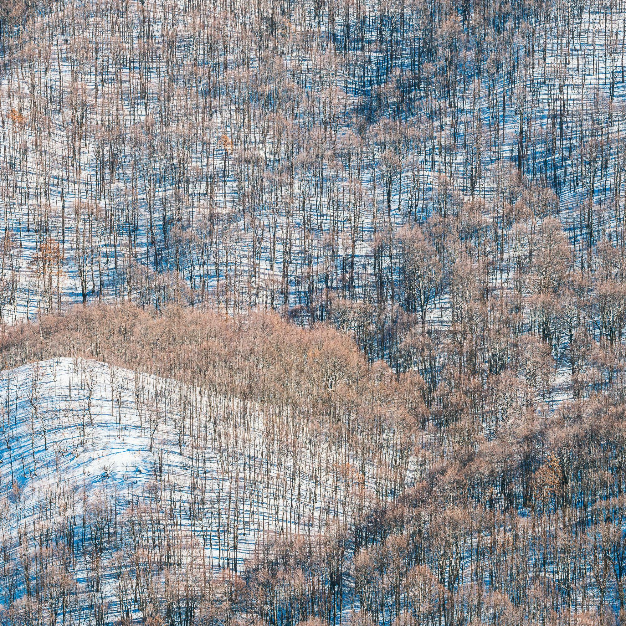 ITAP de la forêt en hiver