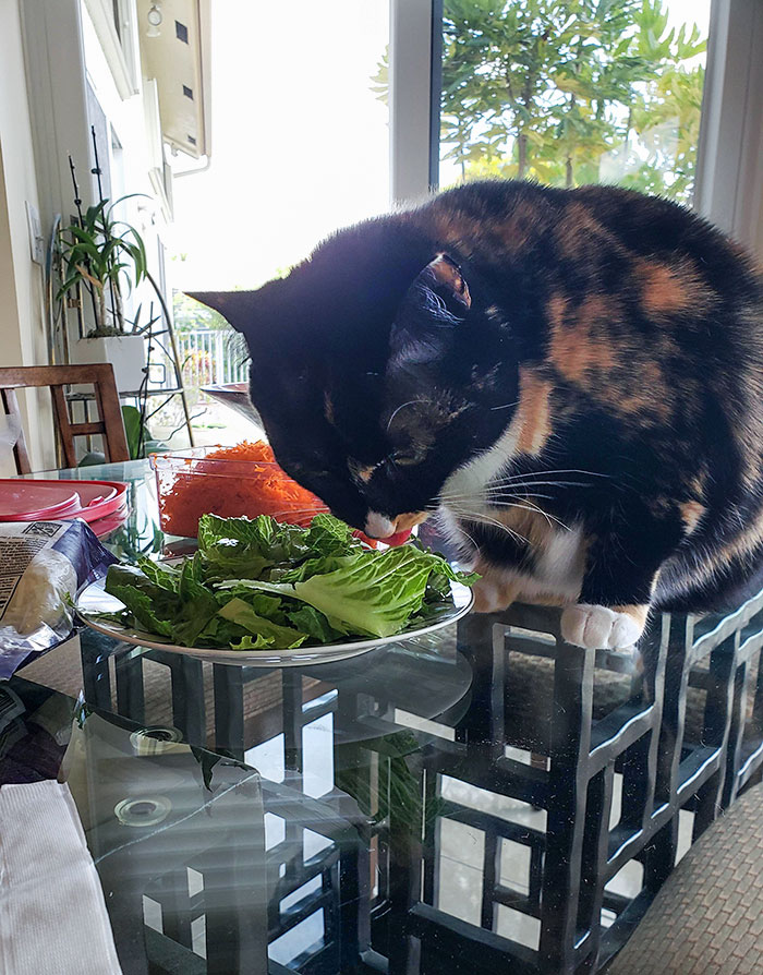 Purrmione est le chat le moins gourmand que j’aie jamais eu. Cependant, je l’ai surprise en train de voler de la laitue aujourd’hui. Quelle drôle d’idiote !