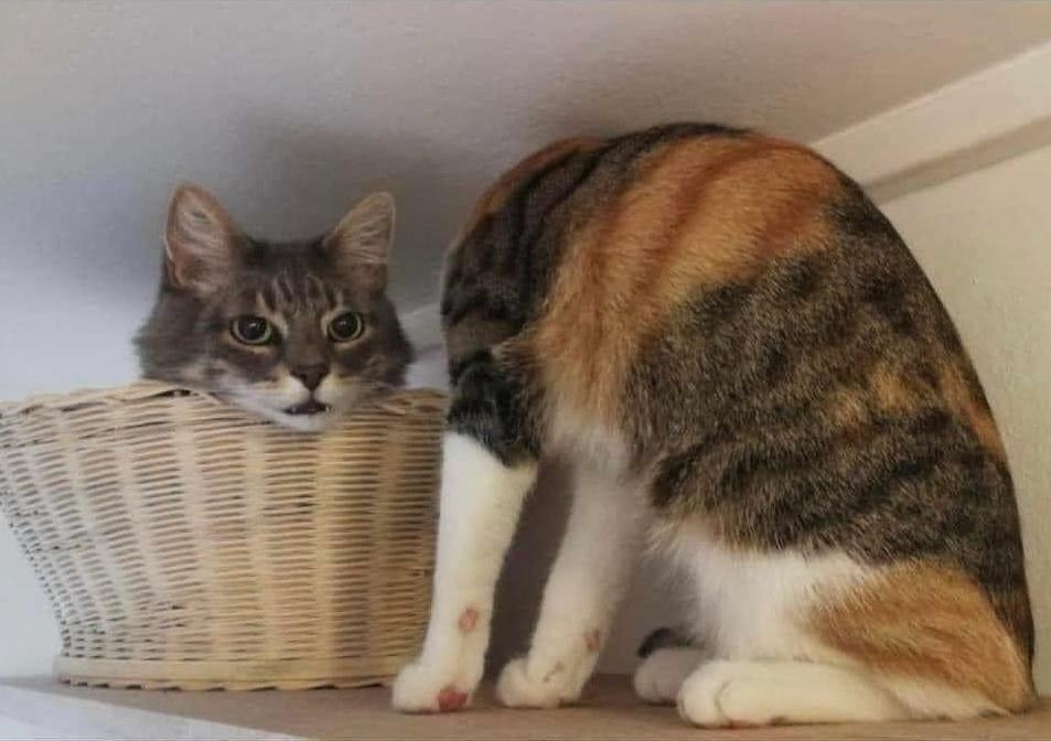 Chat décapité