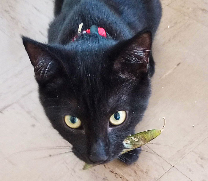 Ce matin, Xenon a volé une cosse de pois dans le panier à légumes et court dans toute la maison avec cette cosse dans la bouche.