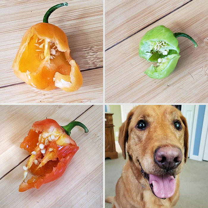 Vendredi dernier, Maddie a mangé un morceau du gâteau d’anniversaire de mon père. Aujourd’hui, elle a mangé une bonne partie de trois piments Habanero. Le vétérinaire m’a prévenu que ce soir, ce sera mauvais.