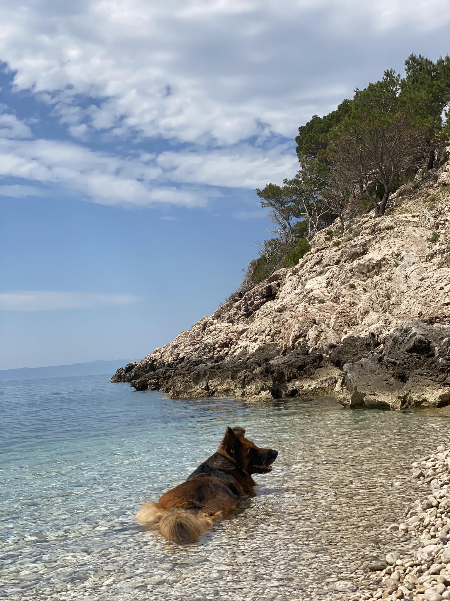 Allongé sur une magnifique plage isolée en Croatie, ce type arrive soudain et se rafraîchit dans l’eau de mer 🏖️ Probablement le meilleur repérage de chien que je connaîtrai jamais 😍