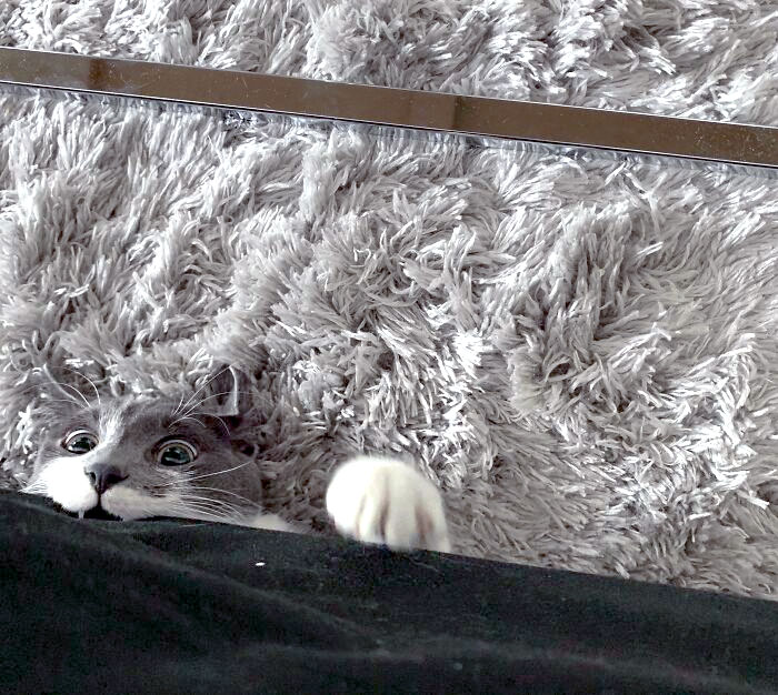 Blue aime se cacher sous le canapé et en ressortir pour me faire peur.