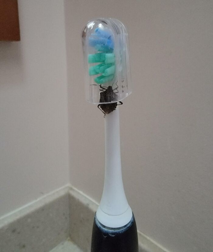 Je pensais que j’étais si intelligente que je gardais toujours un couvercle sur ma brosse à dents.