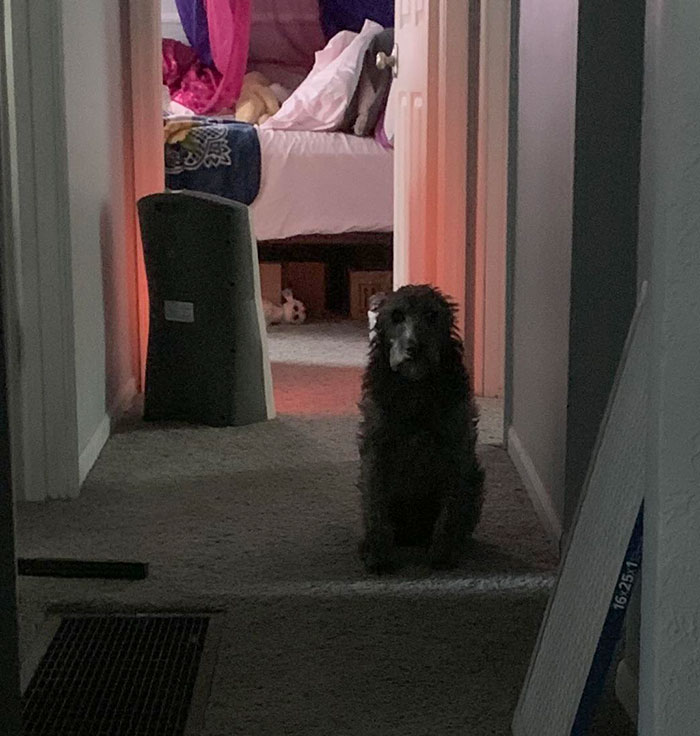 Notre chien attend patiemment dans le hall que mon partenaire ait fini d’aller aux toilettes.