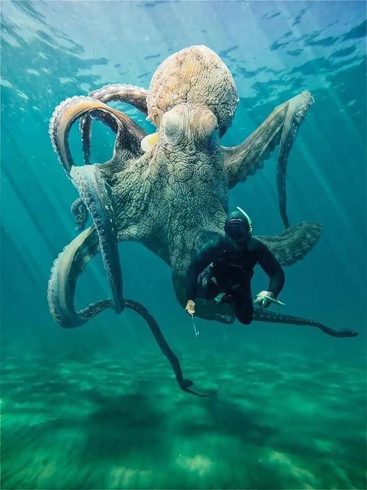 Imagine que tu te baignes sous l’eau et que ce grand garçon arrive derrière toi.