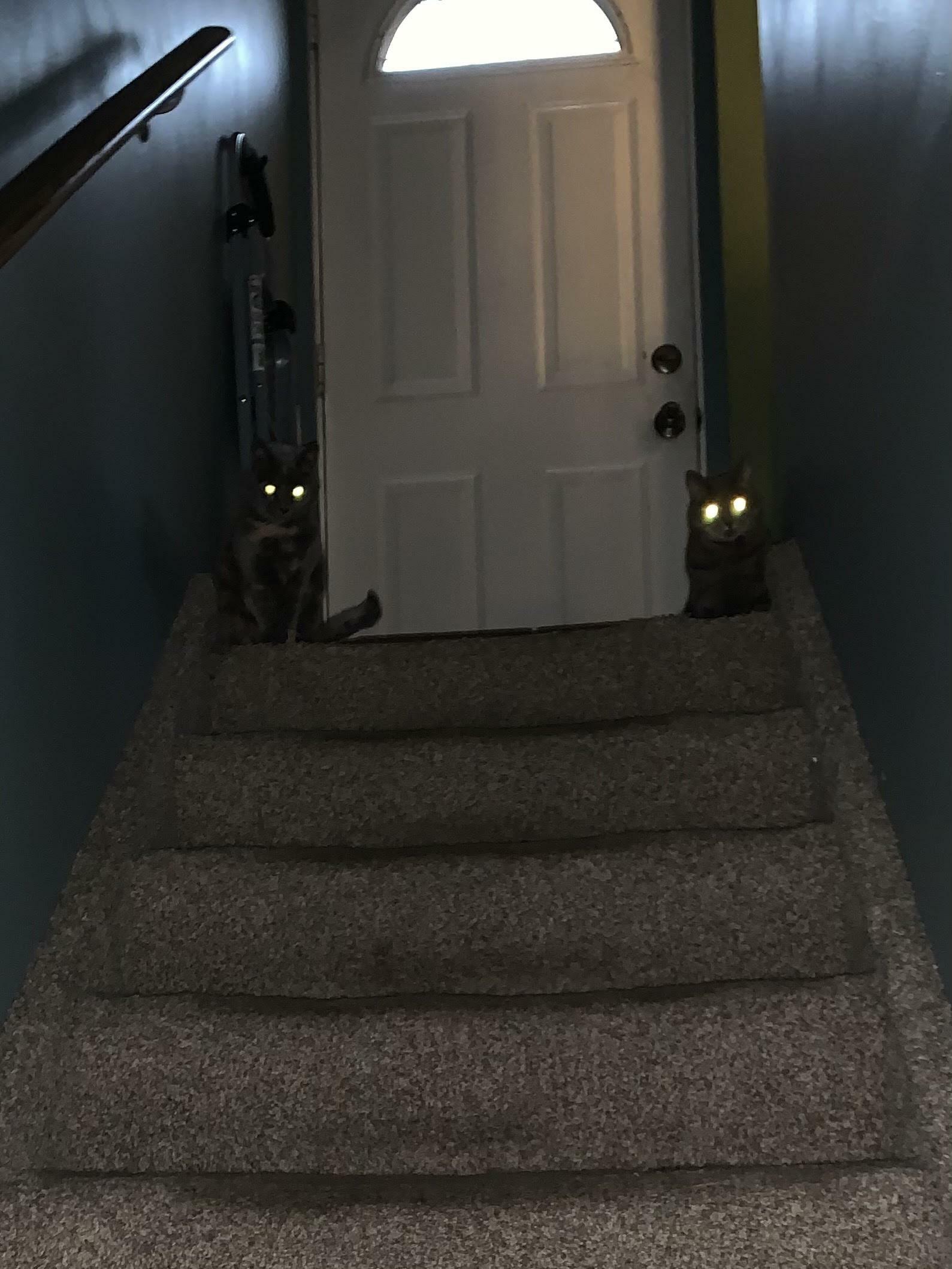 Mes chats en haut des marches