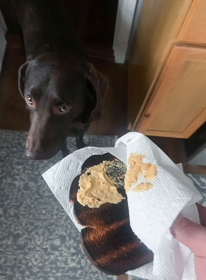 Je suis sorti pour jeter une boîte de conserve dans le bac de recyclage. J’ai laissé mon sandwich le plus loin possible sur le comptoir. Il a mangé la laitue, la dinde et le fromage.