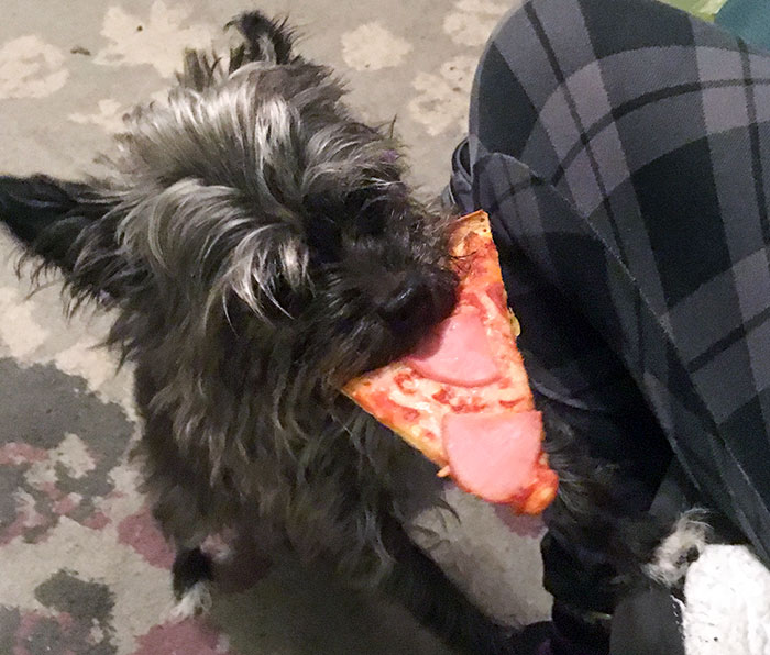 Ma fille s’est éloignée un instant. Pupper a trotté jusqu’à moi, tout fier, juste au moment où j’entendais ma fille crier pour savoir où était sa pizza.