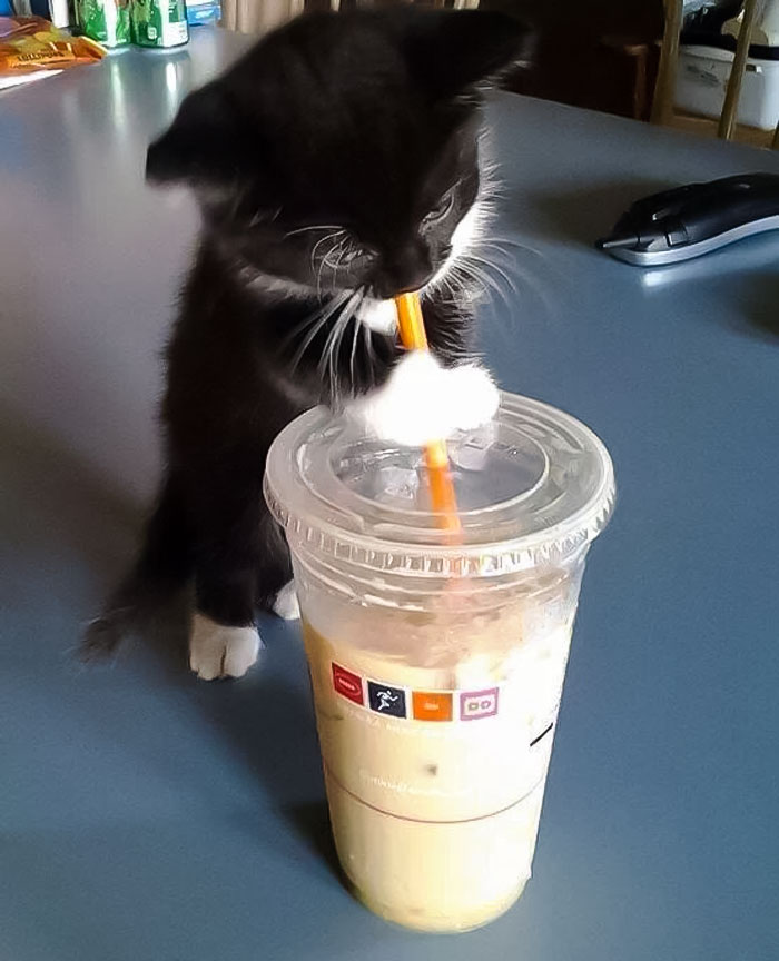 Chaton et café