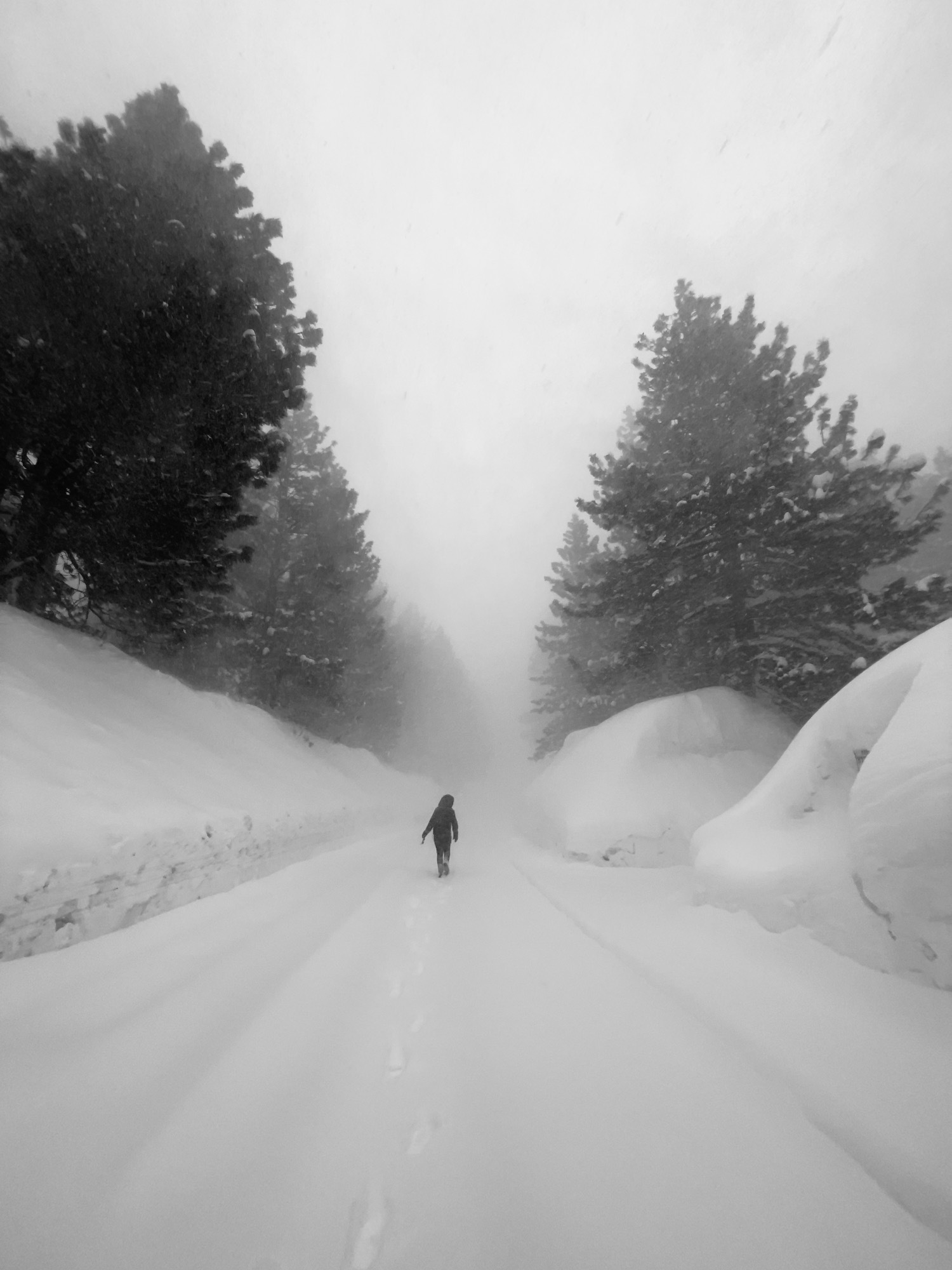 J’ai fait une promenade, mais il y avait quelque chose dans les arbres au loin…