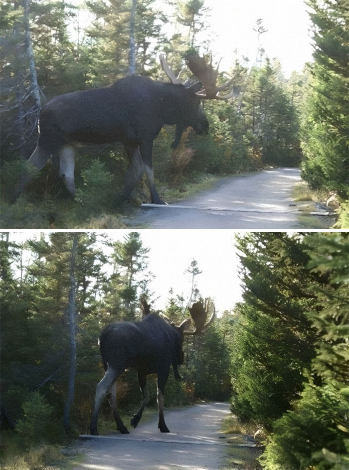 Imagine que tu partes en randonnée dans les bois et que tu tombes sur cette bête.