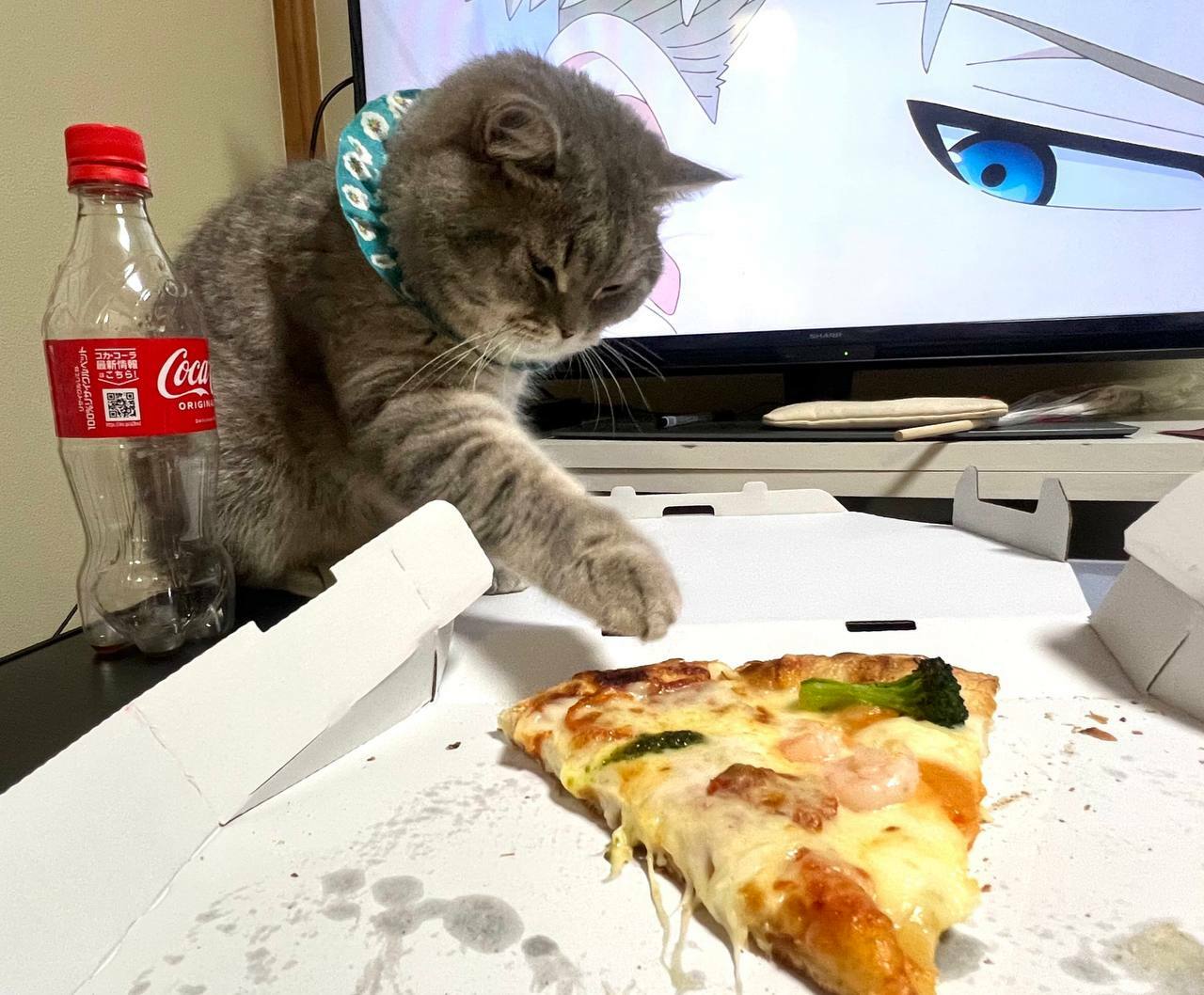 Kitty veut voler la dernière part de pizza