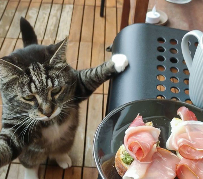 Le chat de mon frère est un petit voleur