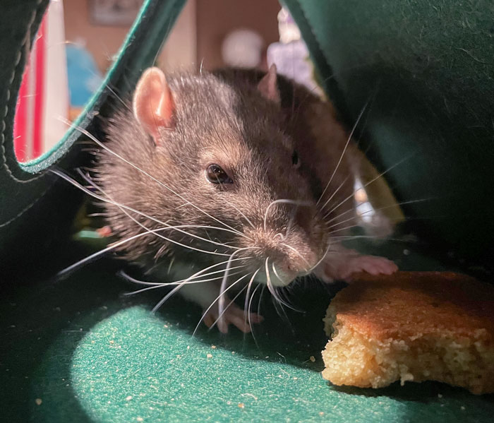 Voleur de biscuits