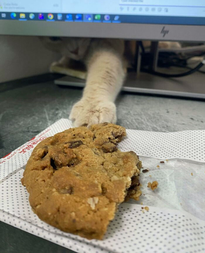 Voleur de biscuits