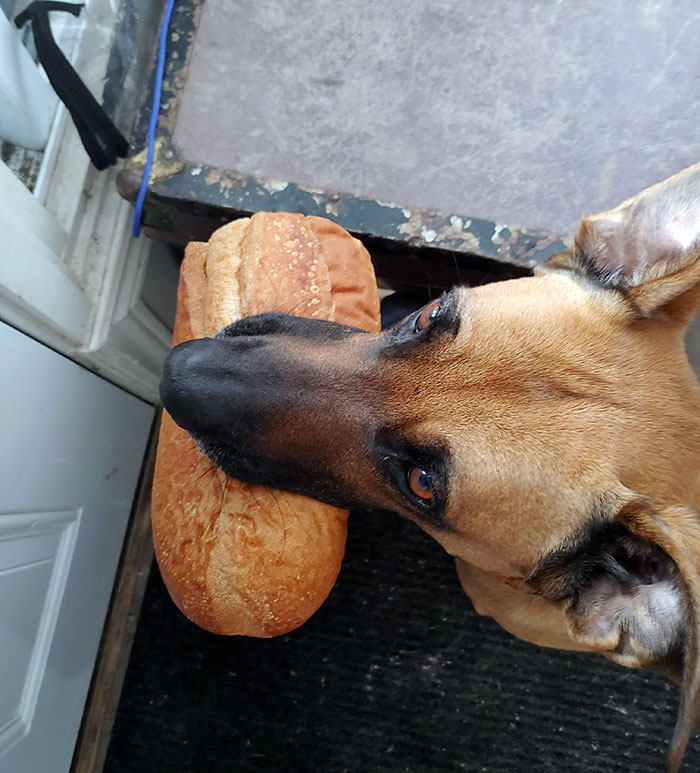 Tous les matins, je nourris le chien à l’extérieur pour que les chats ne l’embêtent pas. Aujourd’hui, je n’ai pas été assez rapide, alors elle a choisi quelque chose à manger et a attendu près de la porte.