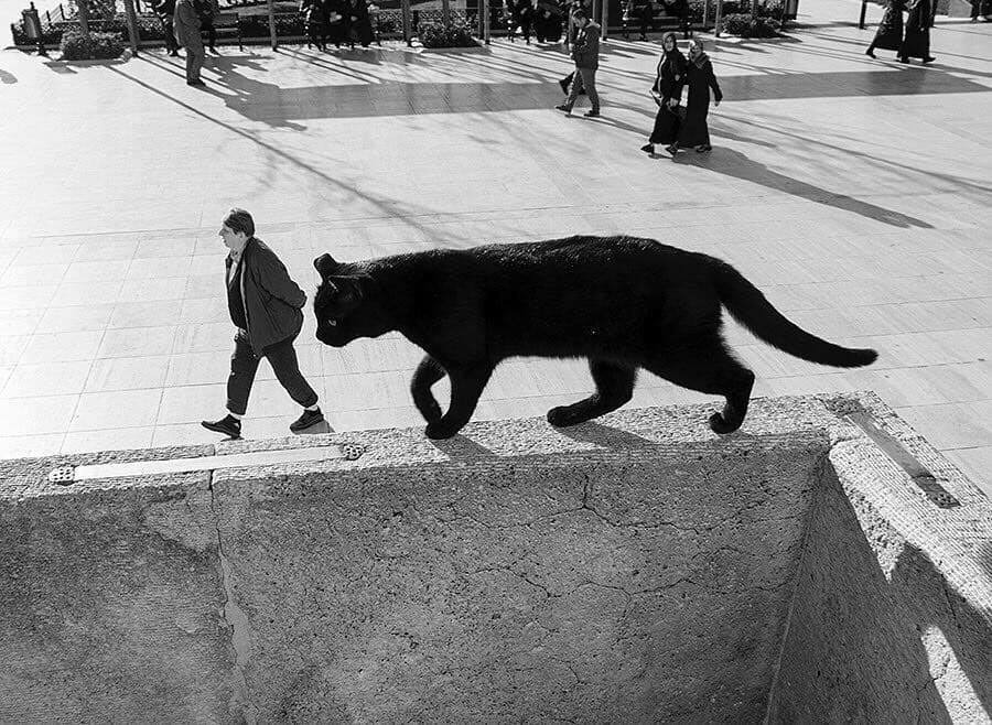 Un homme promène son gigantesque chat