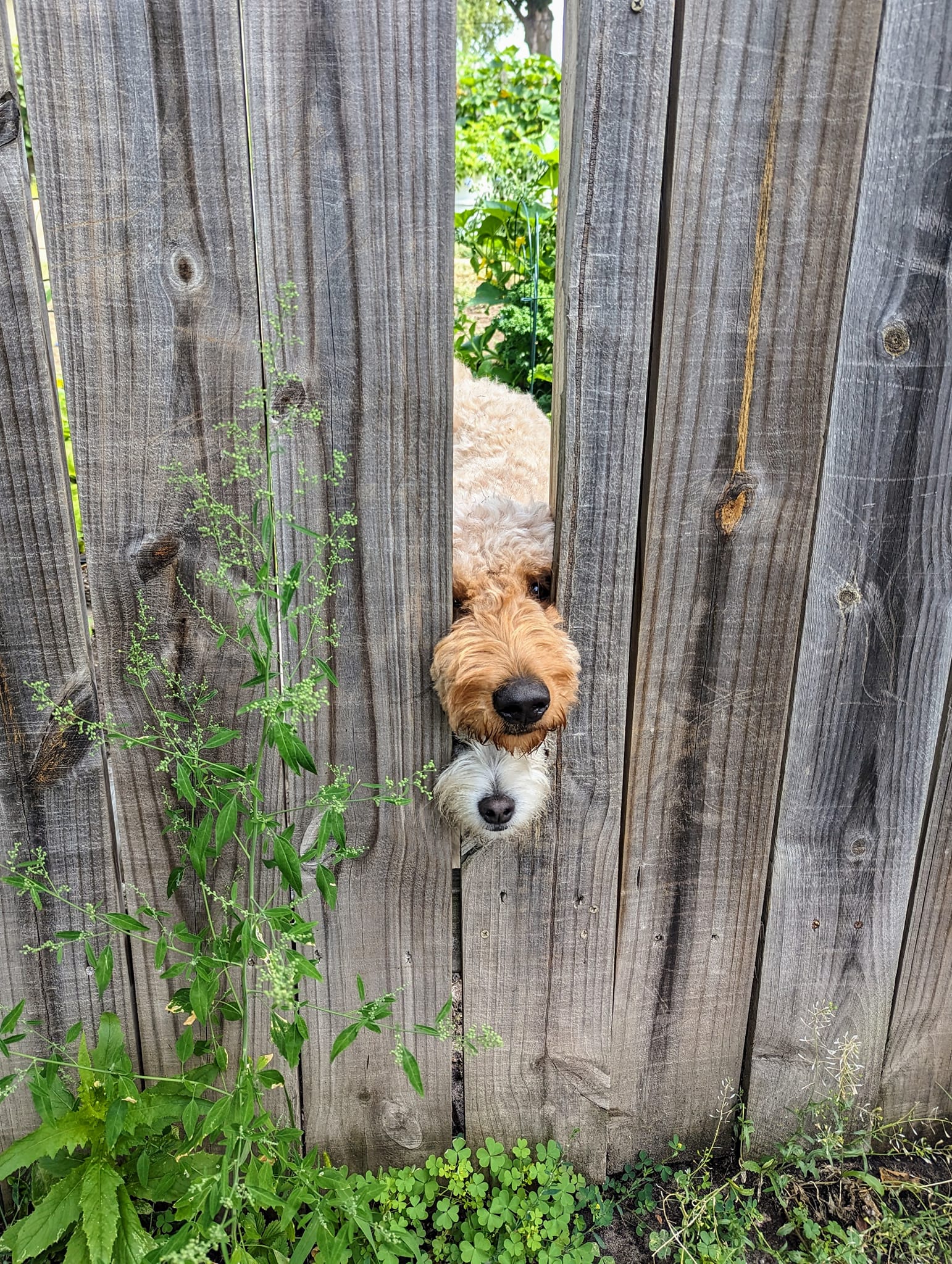 Lorsque je promène mon chien tous les jours, nous avons l’habitude de voir le nez sur le dessus pointer sa petite tête hors de la clôture de sa cour lorsque nous passons devant lui, mais aujourd’hui, nous avons eu droit à un bonjour supplémentaire !