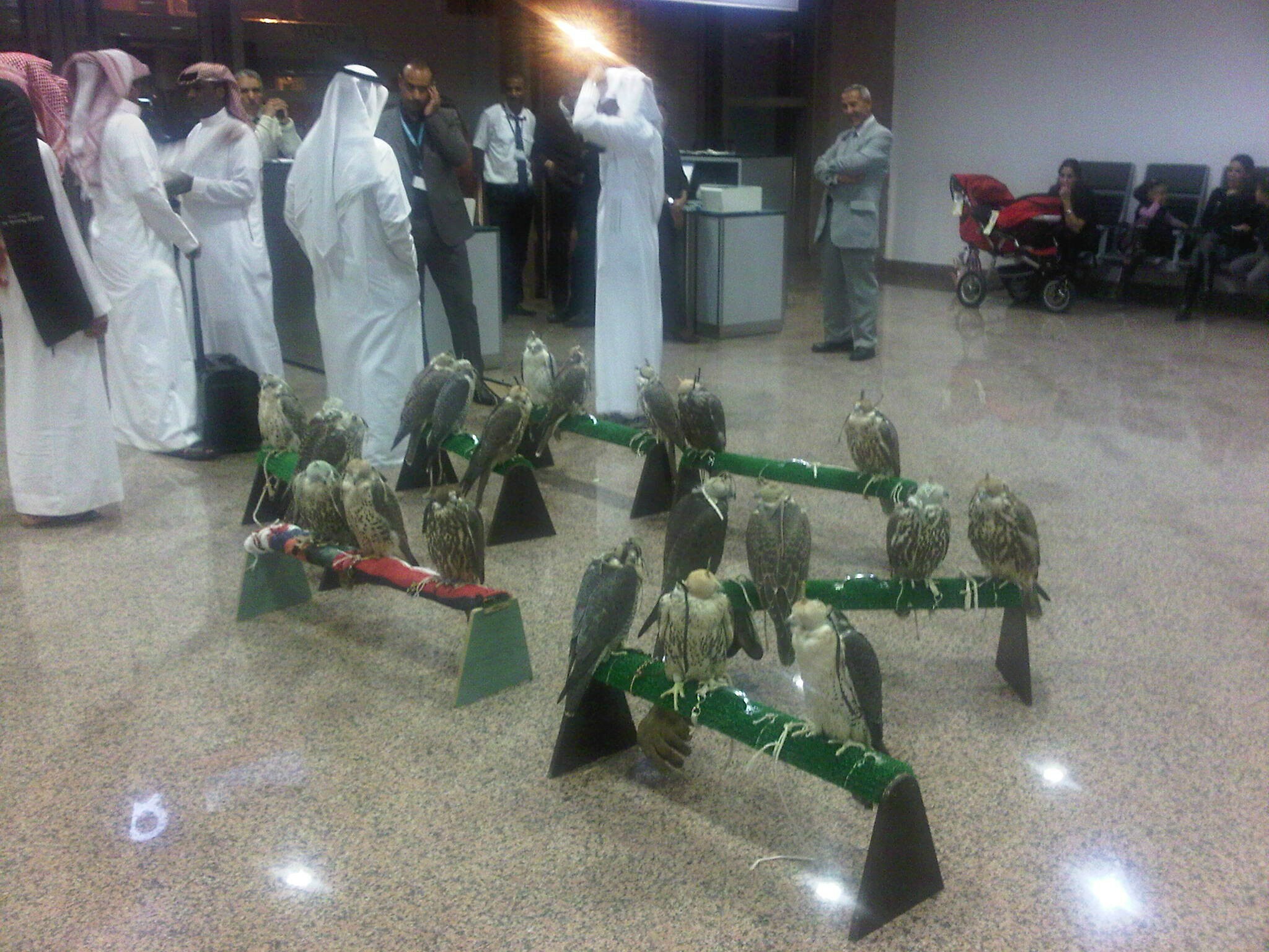 Mon ami est dans un aéroport au Maroc et il voit ces gars qui essaient d’acheter des places dans un avion pour la Suisse pour leurs faucons.