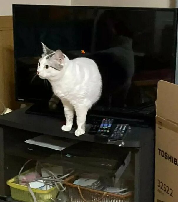 Ce chat émerge d’une télévision