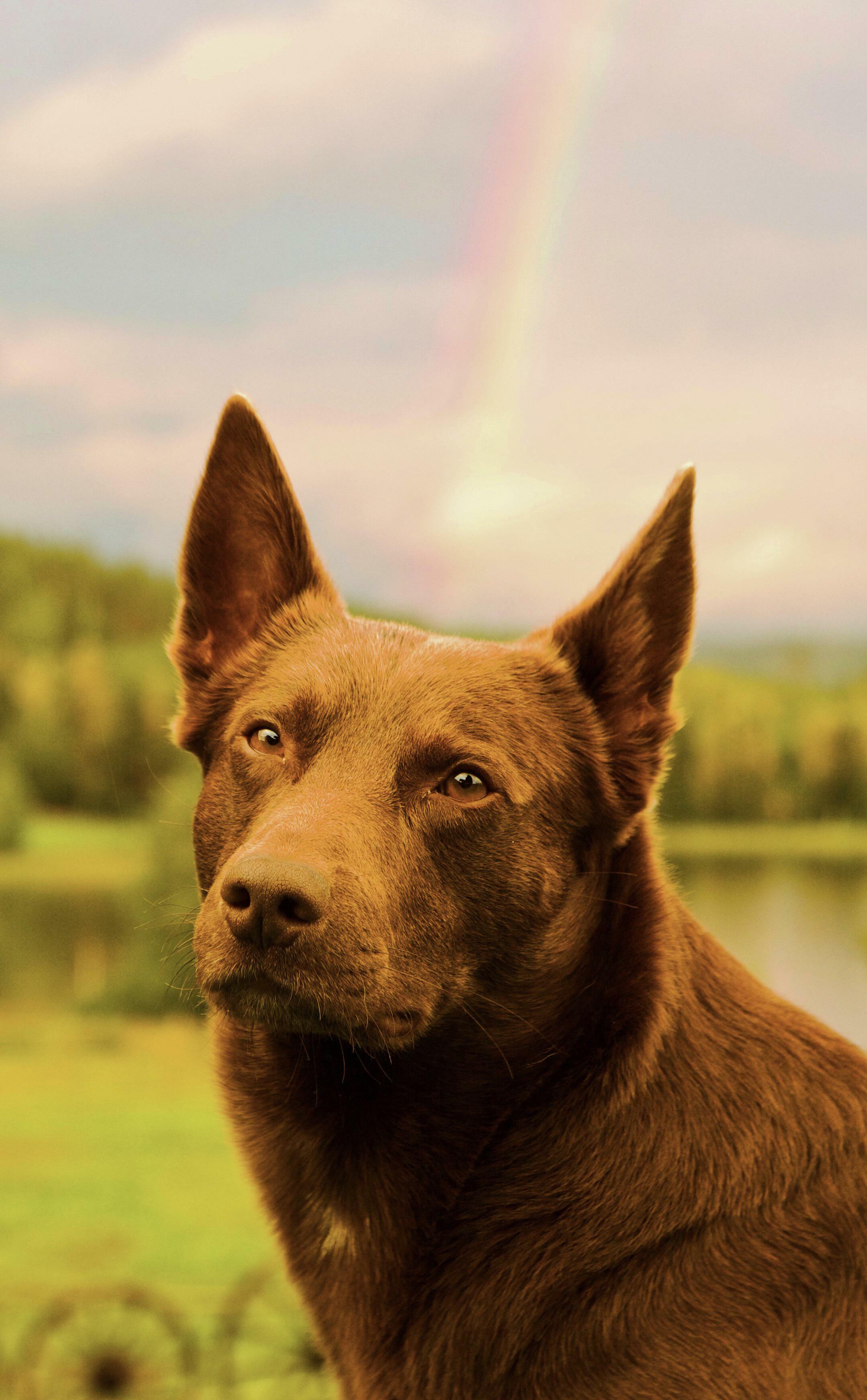 ITAP du chien de ma copine et d'un arc-en-ciel