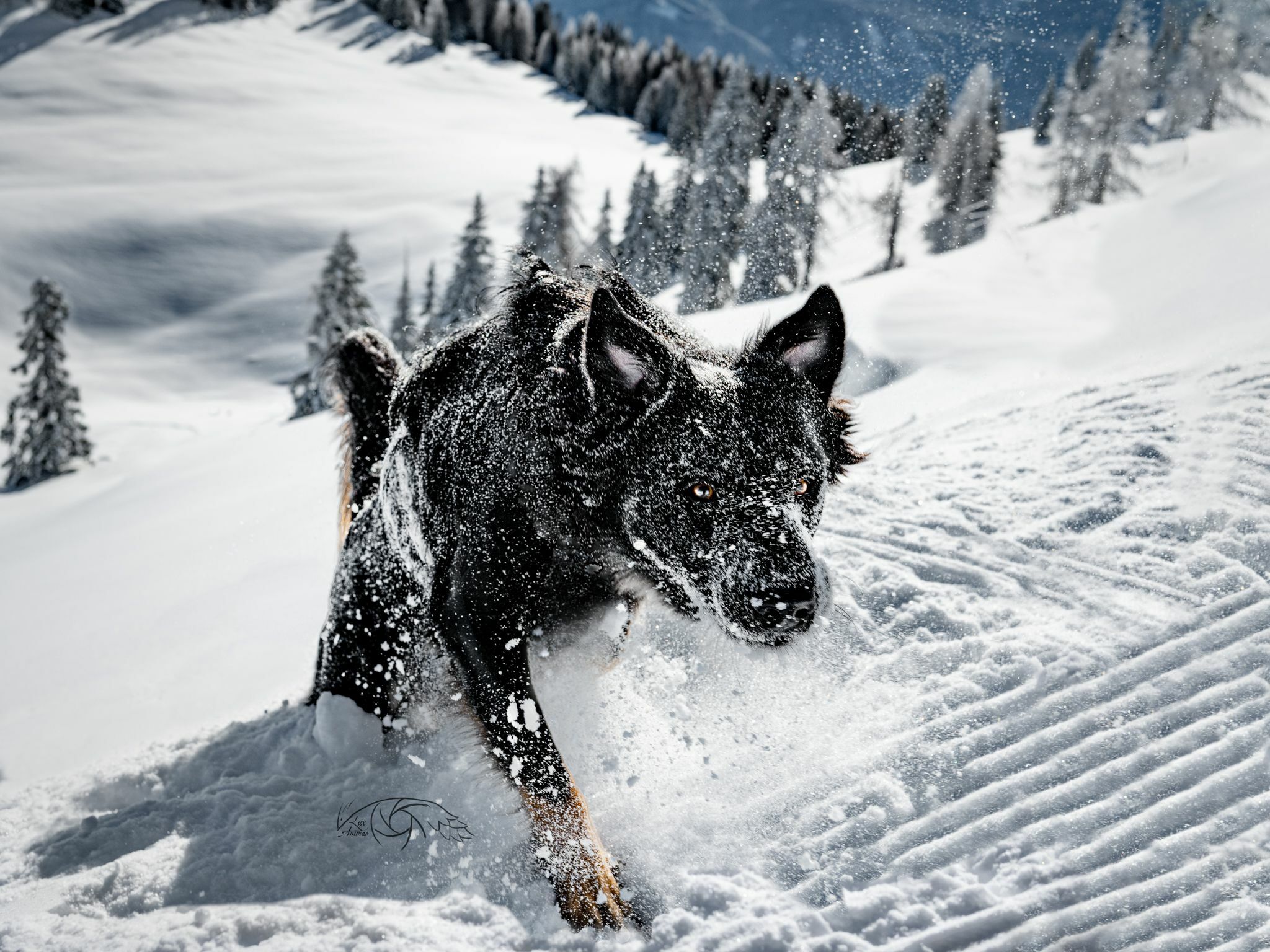 ITAP de mon chien dans la neige