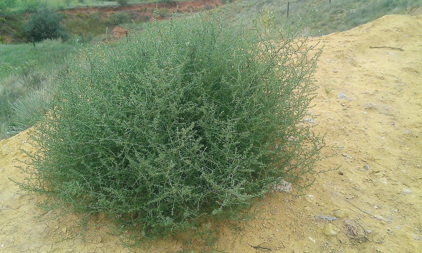 Voici à quoi ressemble un bourdon avant de mourir et d’errer dans la nature.