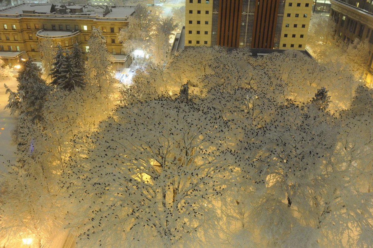 À quoi ressemblent des centaines de corbeaux qui se perchent dans la neige la nuit ?