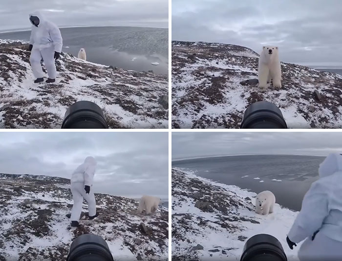 Ce photographe joue à un jeu de lutte ou de fuite potentiellement mortel avec un ours polaire.