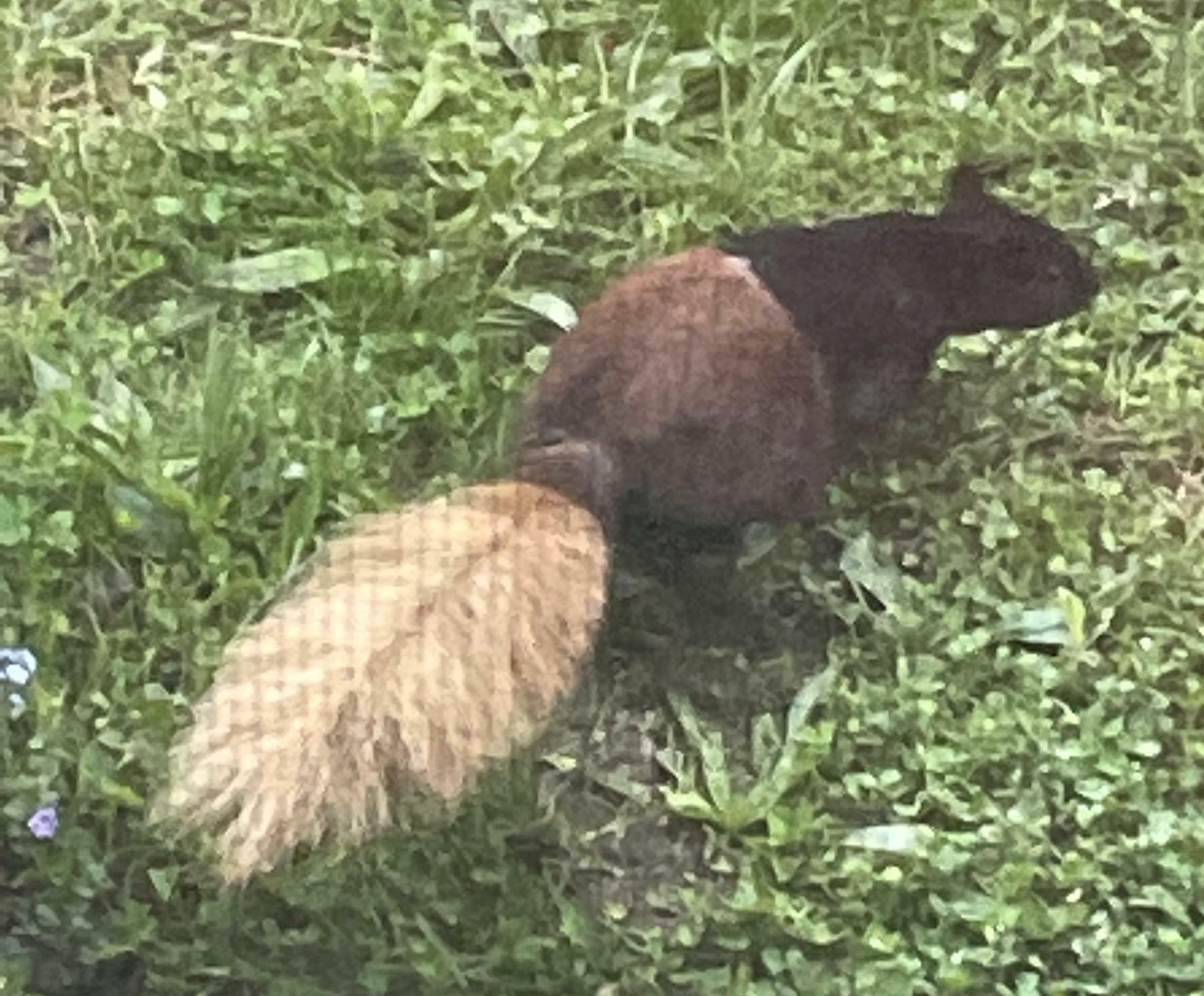 Il y a un écureuil dont la fourrure a trois couleurs différentes et que je vois tous les jours dans mon jardin.