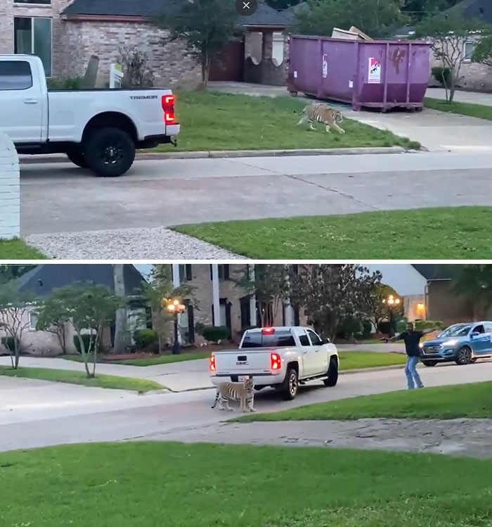 Le tigre illégal de quelqu’un s’est échappé dans un quartier de Houston.