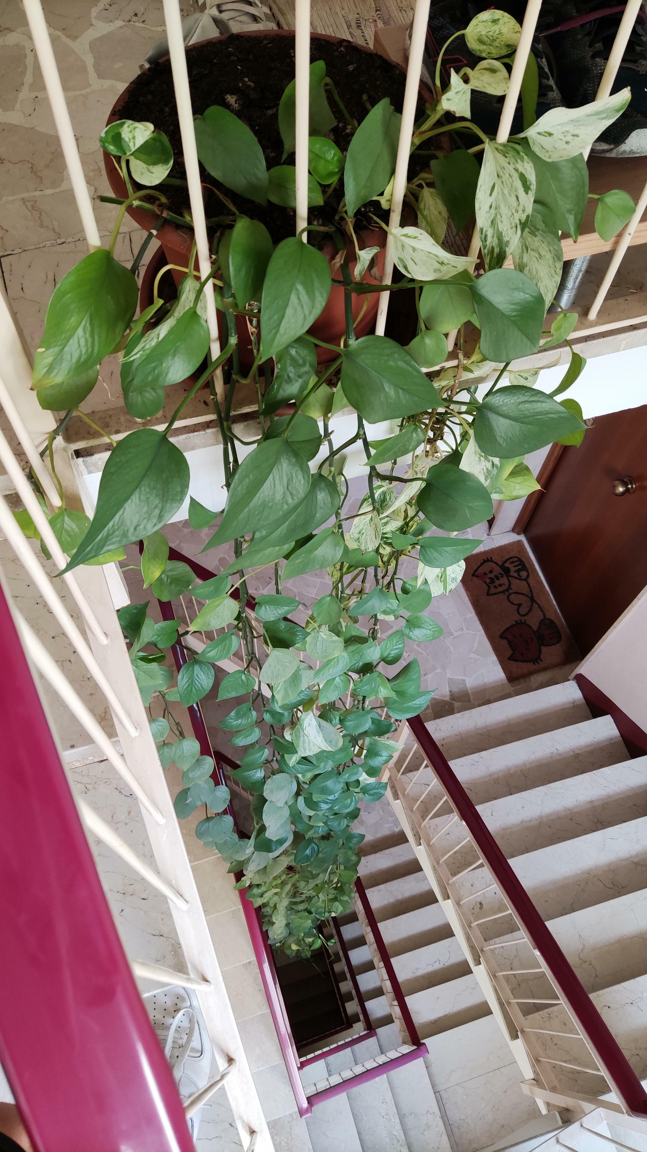 Cette plante extrêmement longue se trouve dans mon appartement. Elle fait 4 étages de long