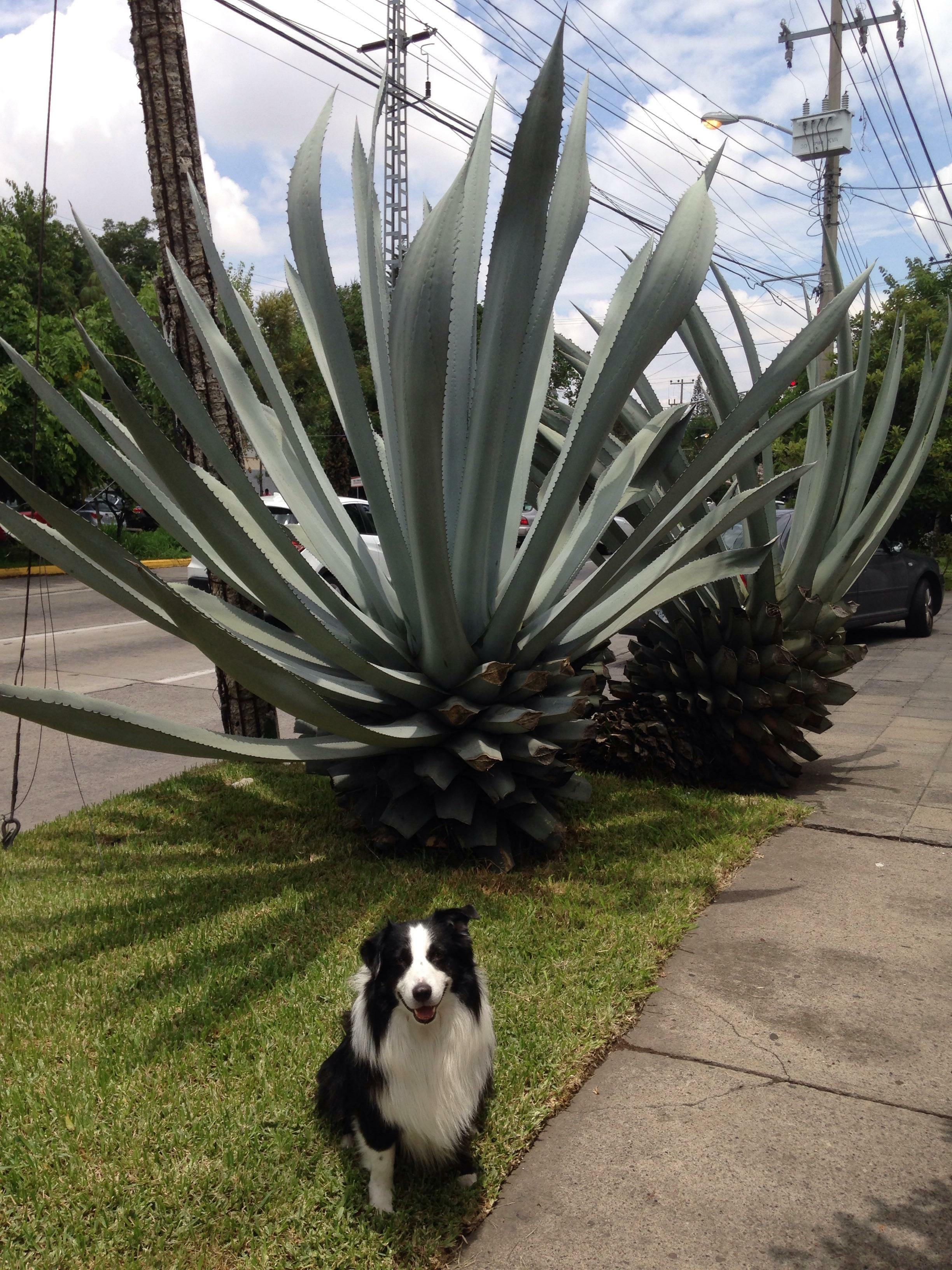 Un autre grand agave et mon chien pour l'échelle