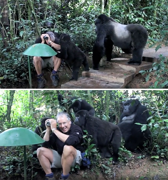 Famille de gorilles en train d’observer un photographe de la vie sauvage