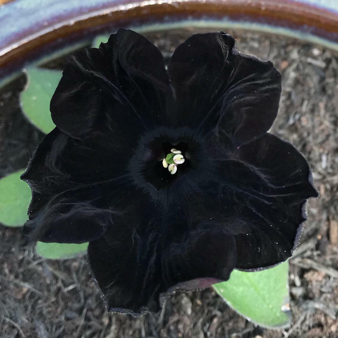 Le velours noir, la fleur noire la plus noire au monde. Elle a été développée en 2010 à l’aide de la reproduction naturelle.