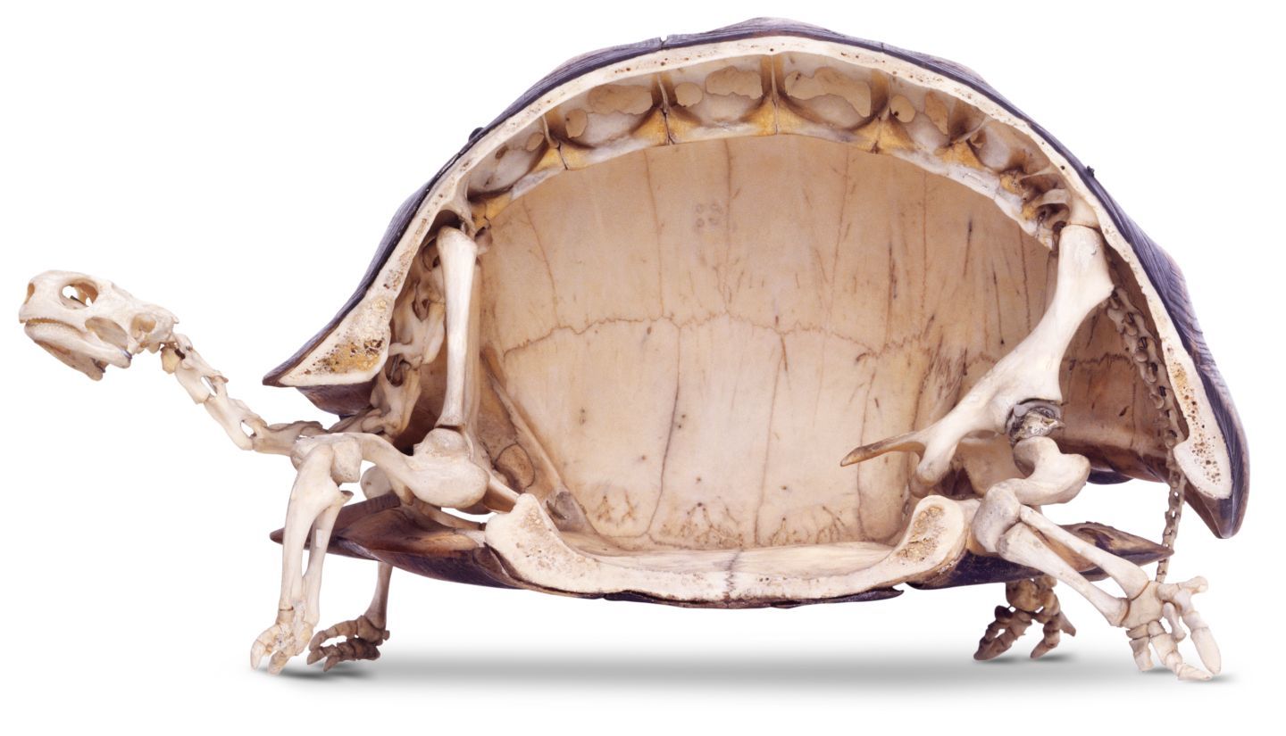 Les tortues ont les squelettes les plus étranges
