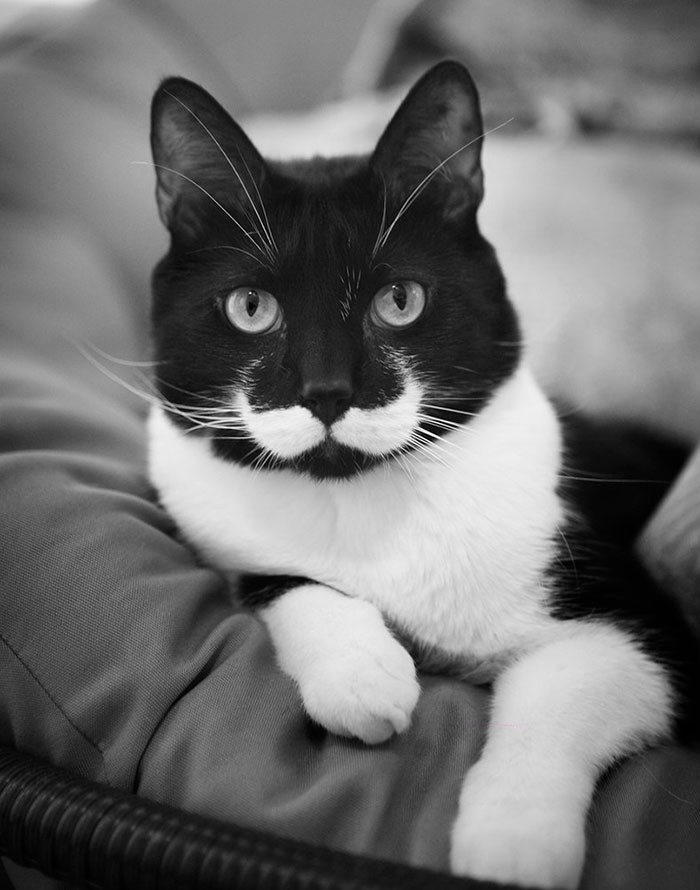 « C’est une belle moustache, monsieur.