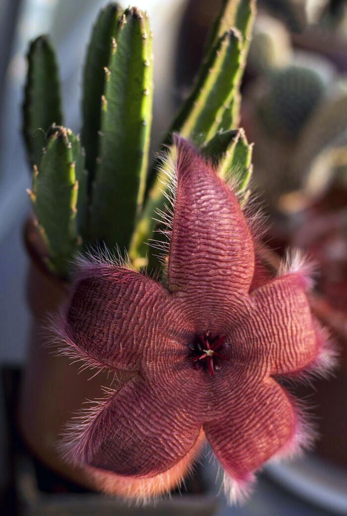 Mon cactus vient de fleurir et sa fleur ressemble à un démogorgon.