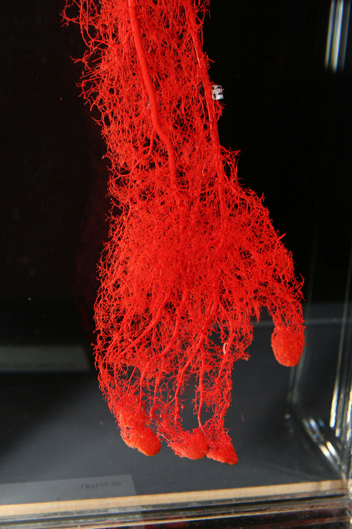 Les vaisseaux sanguins d’une main