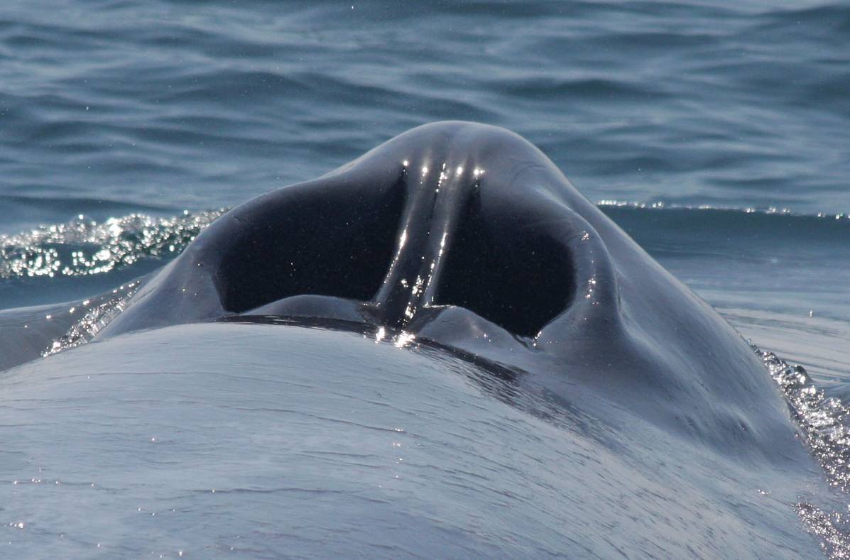 Tu t’es déjà demandé à quoi ressemblait l’évent d’une baleine bleue ?